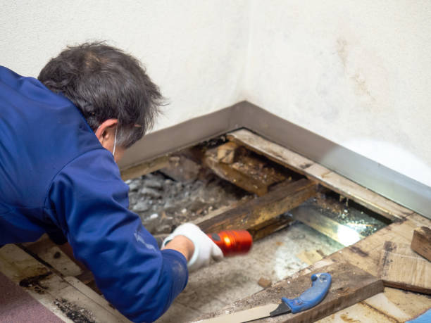 Best Toxic Mold Removal  in West Salem, WI
