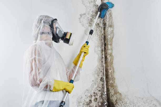 Best Mold Removal Process  in West Salem, WI