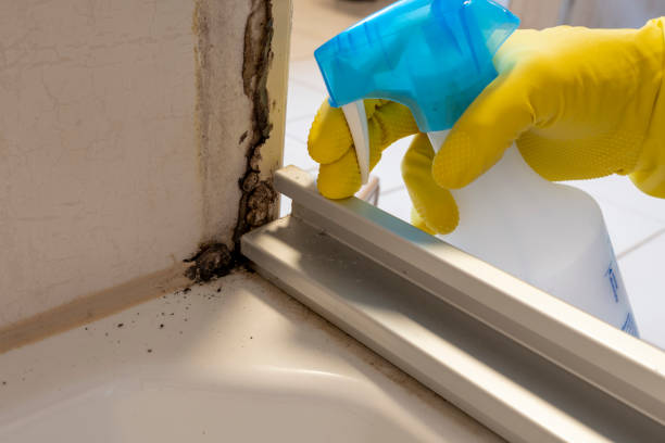 Mold Removal Process in West Salem, WI