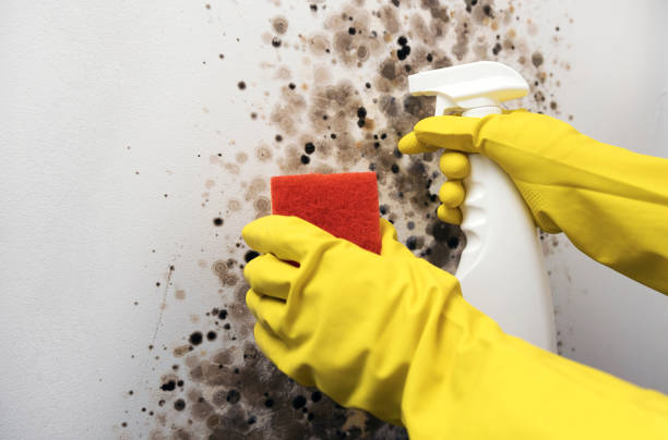 Best Fast Mold Removal  in West Salem, WI