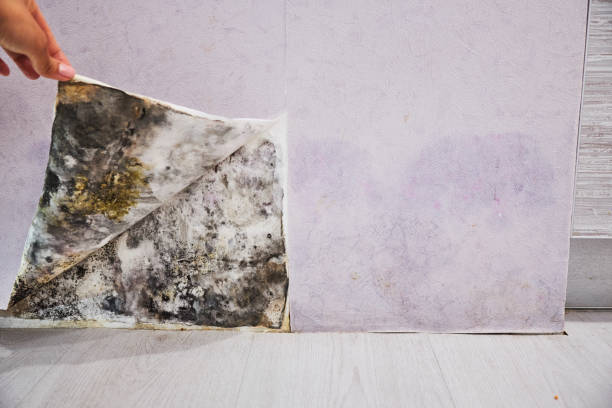 West Salem, WI Mold Removal Company
